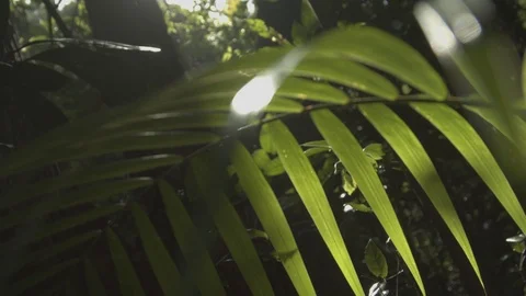 Leaves on a tree Stock Footage 127474291