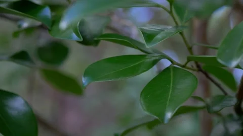 Leaves On a Tree Stock Footage 137786023