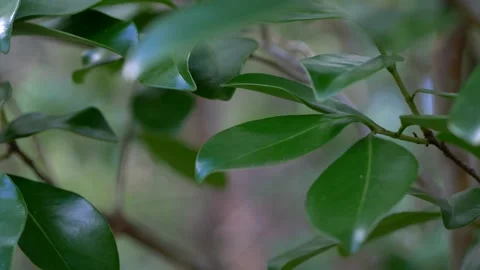 Leaves On a Tree Stock Footage 137786085