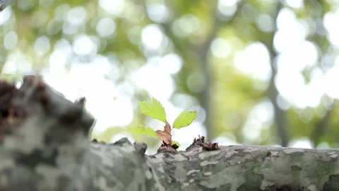 Leaves on the tree Stock Footage 235131827