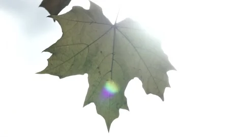Leaves on the tree Stock Footage 236954147