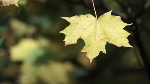 Leaves on the tree Stock Footage 236954416