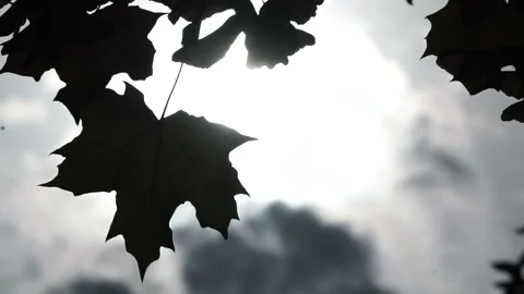 Leaves on the tree Stock Footage 236954538