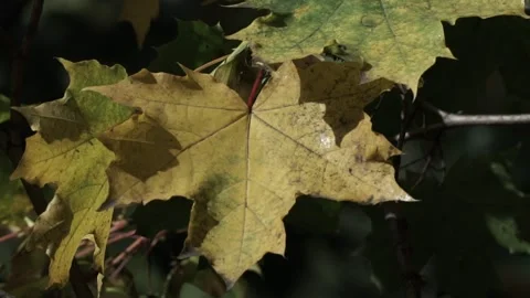 Leaves on the tree Stock Footage 236954582