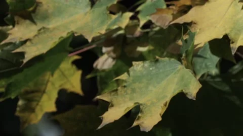 Leaves on the tree Stock Footage 236954790