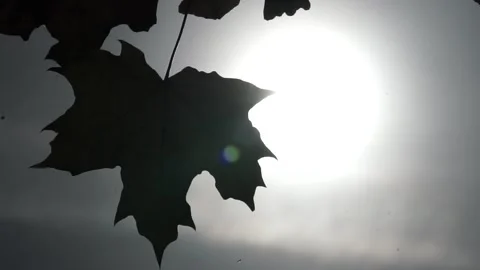 Leaves on the tree Stock Footage 236954792