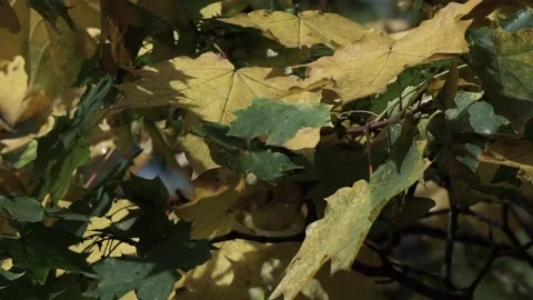 Leaves on the tree Stock Footage 236954931