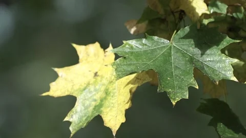 Leaves on the tree Stock Footage 236992162