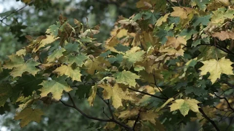 Leaves on the tree Stock Footage 236992169