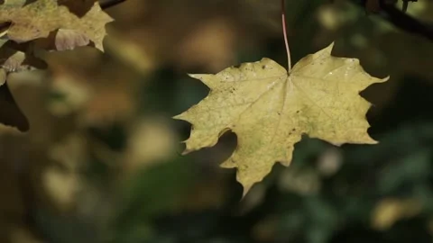 Leaves on the tree Stock Footage 236992196
