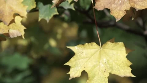 Leaves on the tree Stock Footage 236992233