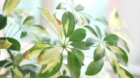 LEAVES ON TREE Vidéo 300052447