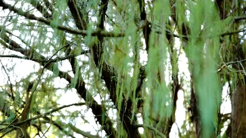 Leaves On Tree In Forest Stock Footage 106708122