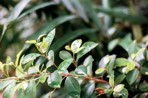 Leaves of tree in forest. Stock Photos
