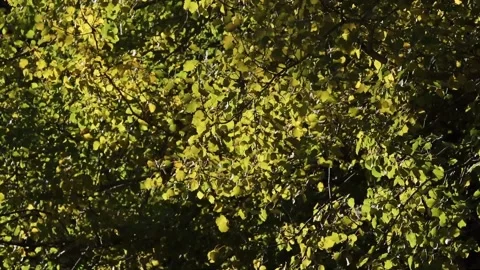 Leaves on a tree glistening, moving in the wind. Stock Footage 242648904