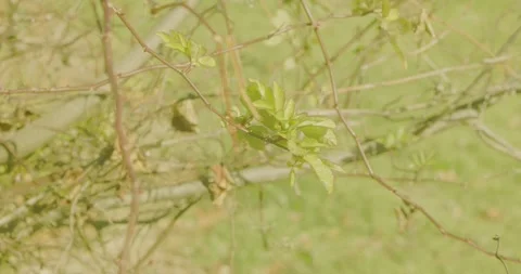 Leaves on a tree with grass in the background Stock Footage 321793209