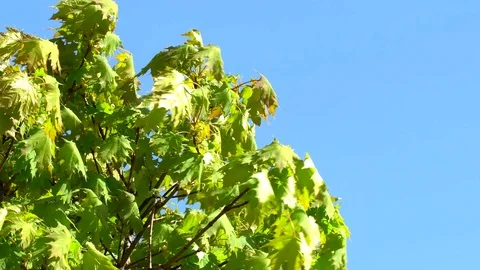 Leaves of the Tree Green Stock Footage 89913107