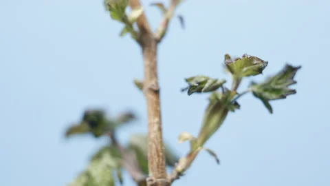 Leaves of a tree growing in spring and wilting afterwards Vidéo 193547705