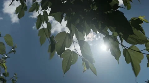 The leaves of a tree hide the sun Stock Footage 143773312