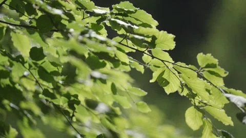Leaves of a tree lit by the sun moving in the wind 스톡 동영상 111649169
