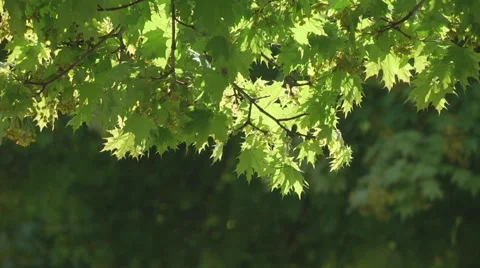Leaves tree maple Stock Footage 62742493