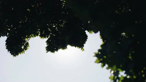 The leaves on the tree move from the wind and the sun shines through them Stock Footage 178485539