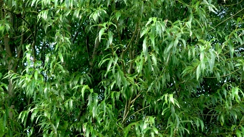 Leaves on tree move in the wind Stock-Footage 160565002