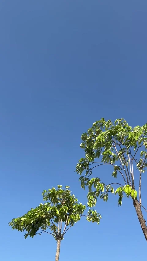 The leaves of a tree move in the wind Stock Footage 296455712