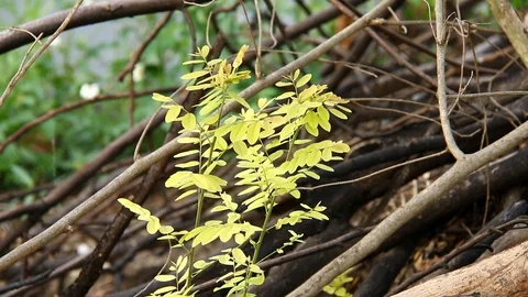 Leaves  of tree moving in field Stock Footage 87056355