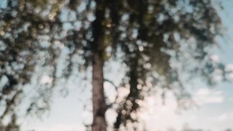Leaves of tree moving with sunlight , sun's rays through leaves on the tree blur Stock Footage 309195229