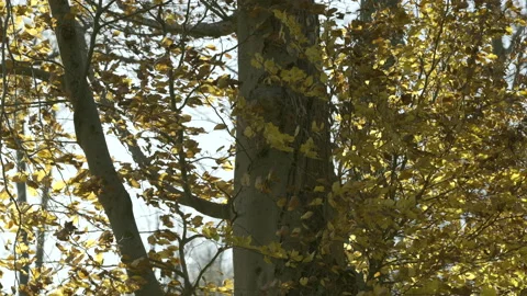 Leaves on the tree moving in wind Stock Footage 146515189