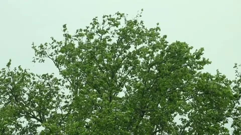 Leaves on tree moving on wind Stock Footage 241022925