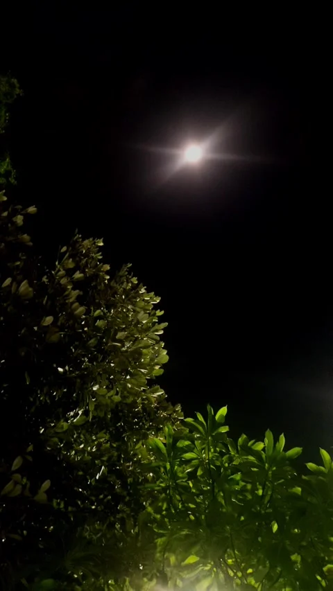 Leaves of Tree at Night Stock Footage 284731733