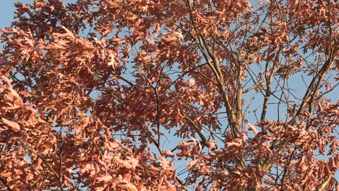 Leaves on tree not changing colors in the fall autumn due to climate change Stock Footage 164711050