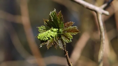 Leaves on a tree opening up in early Spring. England. UK Video stock 306143029