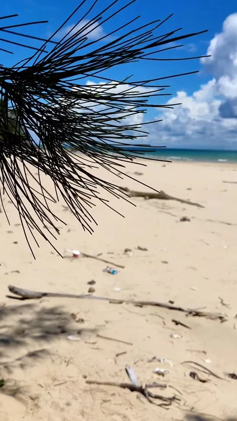 Leaves of the tree at our beach Stock Footage 245999188