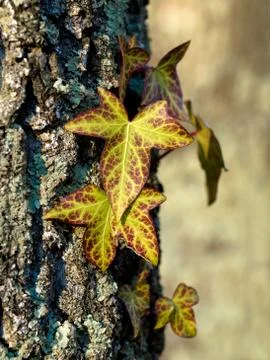 Leaves on tree 스톡 사진