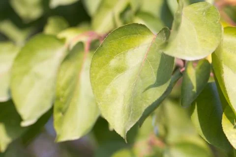 Leaves of the tree Stock Photos
