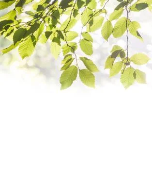 Leaves of the tree Stock Photos