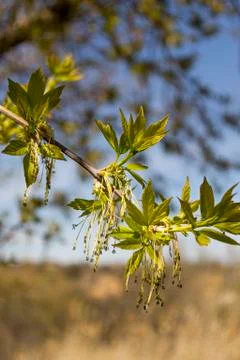 The leaves on the tree Stock Photos