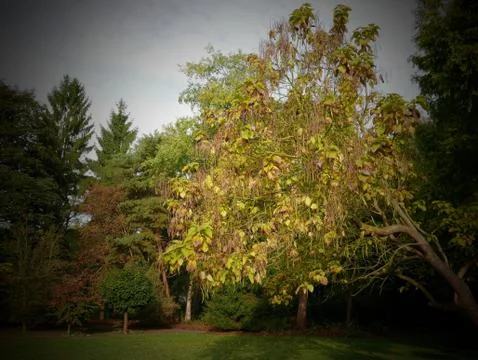 Leaves on a tree 库存照片