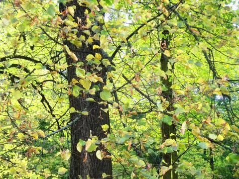 Leaves on a Tree Stock Photos