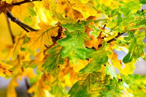 The leaves at the Tree Stock Photos