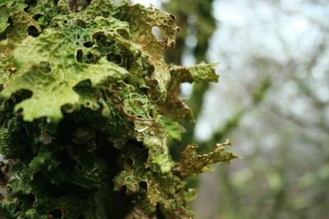Leaves On Tree Stock Photos