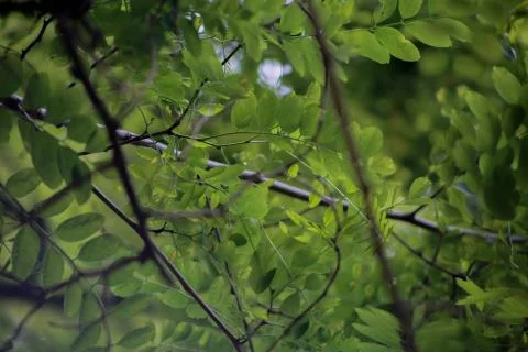 Leaves in the tree 스톡 사진