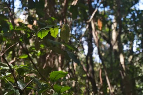Leaves of a tree Foto stock