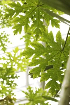 Leaves on a tree Stock Photos