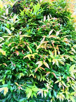 Leaves of tree Stock-Fotos