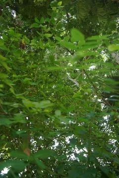 Leaves of tree Stock Photos