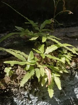 Leaves of a tree Stock Photos